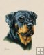 Rottweiler Rottweiler