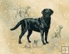 Labrador Retriever (with sketches) Labrador Retriever (with sketches)