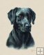 Labrador Labrador