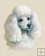 Poodle Poodle