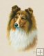 Shetland Sheepdog Shetland Sheepdog