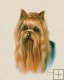Yorkshire Terrier Yorkshire Terrier