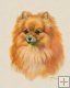 Pomeranian Pomeranian