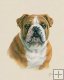 English Bulldog English Bulldog
